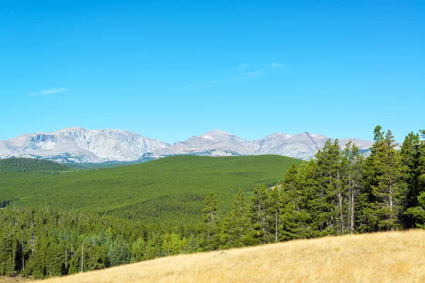 Bighorn bergen en bos — Stockfoto