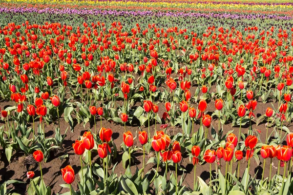 Tulipas e mais tulipas — Fotografia de Stock