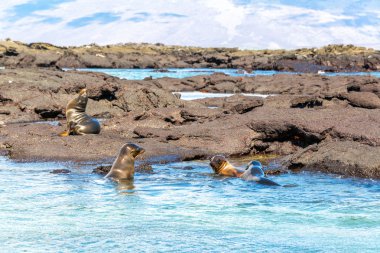 Four Sea Lions clipart