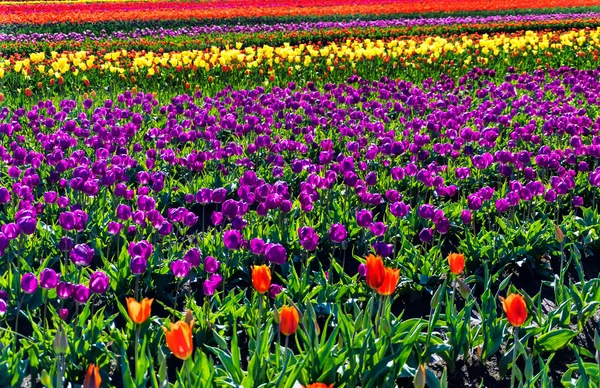 Kleurrijke tulp veld — Stockfoto