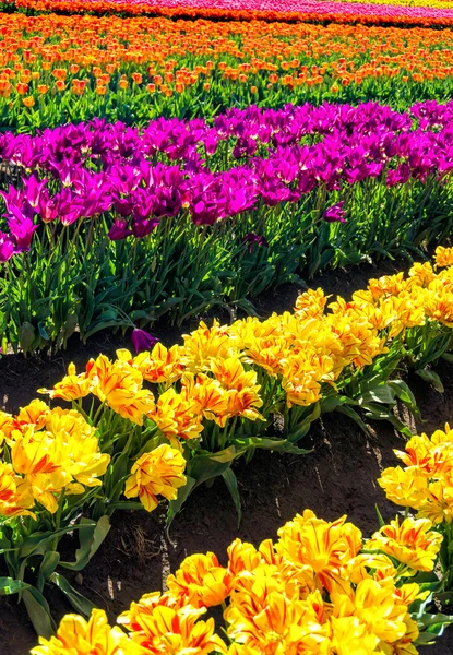 Vista vertical de un campo de tulipán — Foto de Stock