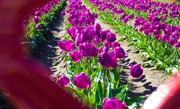 Blick auf lila Tulpen — Stockfoto