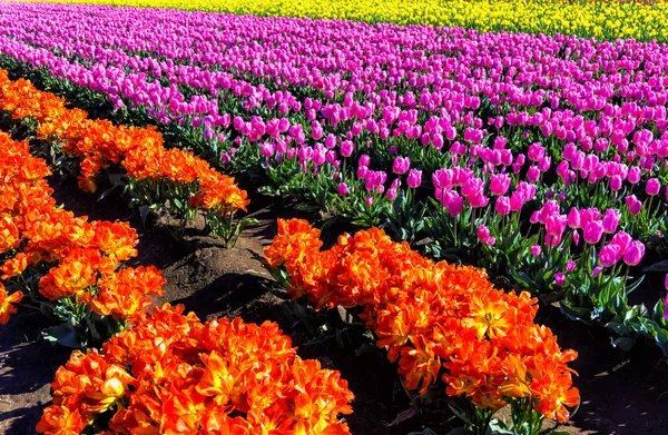 Tulipanes naranja y púrpura — Foto de Stock