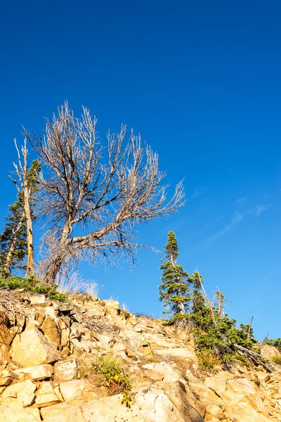 Rugged Trees in the Beartooth Mountains — Stock Photo, Image