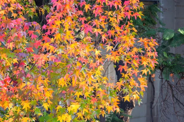 Vibrant Fall Colors — Stock Photo, Image