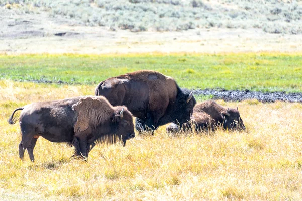 Bisonte en el Parque Nacional de Yellowstone —  Fotos de Stock