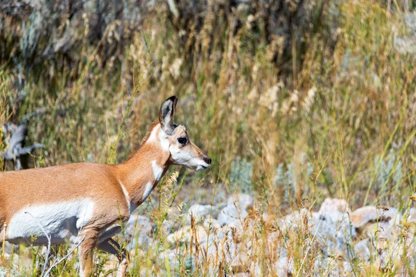 Gaffelbok Antelope profiel — Stockfoto