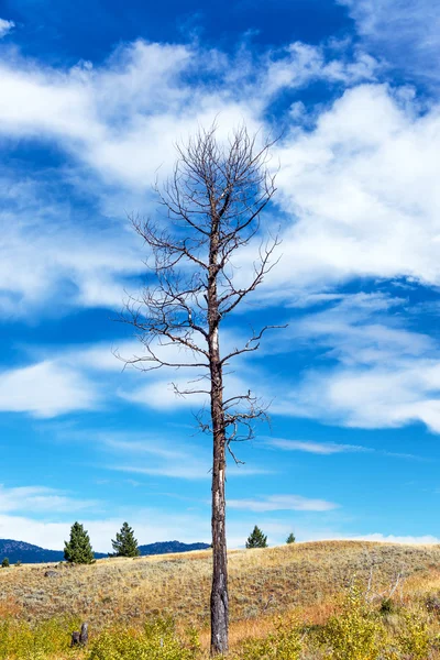 Big Dead Tree Vertical View — Stock Photo, Image