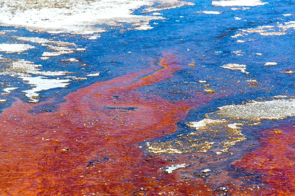 Estera colorida de las bacterias rojas — Foto de Stock