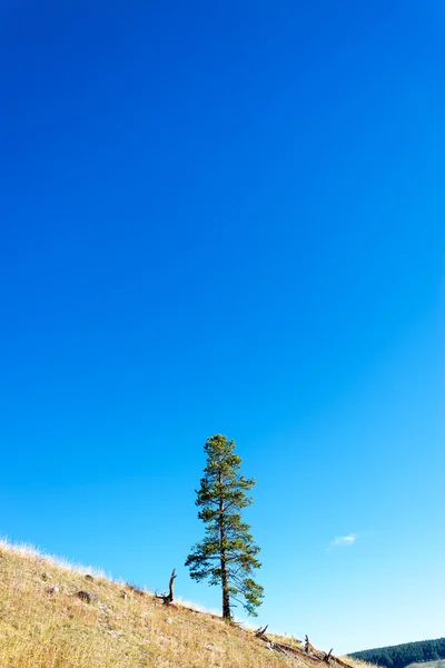 언덕 위에 혼자 있는 나무 — 스톡 사진