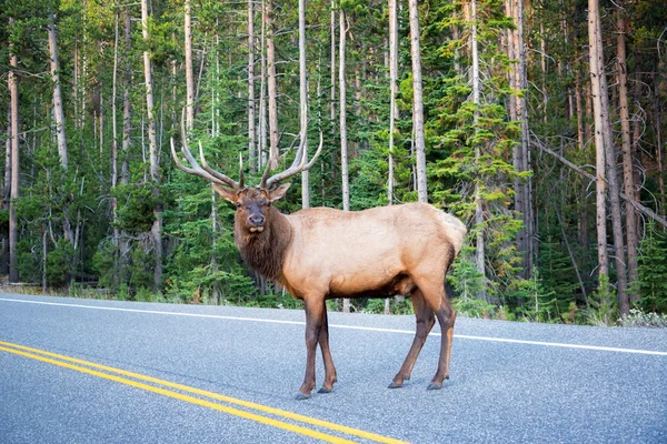 Bir yol geçiş elk — Stok fotoğraf