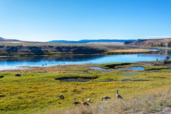 Gjess på kysten av Yellowstone River – stockfoto