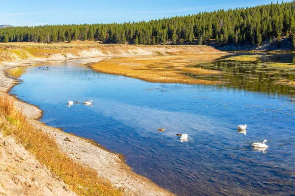Лебеді і Yellowstone річка — стокове фото