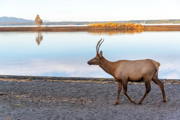 Jonge Elk op Lake — Stockfoto