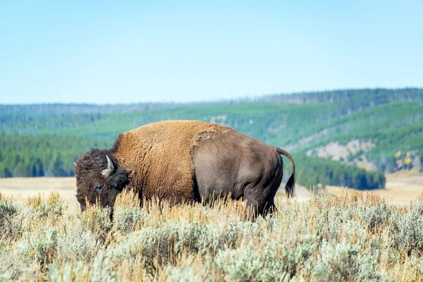 Yellowstone'da tek Buffalo — Stok fotoğraf