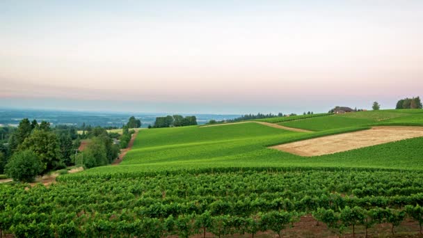 Vineyard Sunrise Time Lapse — Stock Video