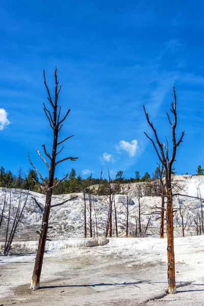 Döda träd Wasteland — Stockfoto