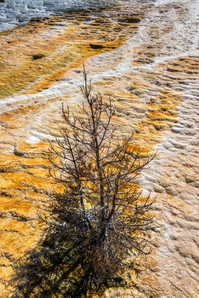 Árbol muerto en una terraza travertina —  Fotos de Stock