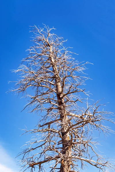 Stora döda träd och himmel — Stockfoto