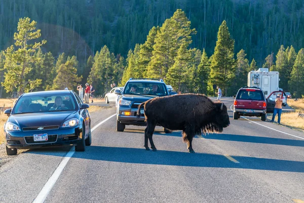 Bisonte y turistas — Foto de Stock