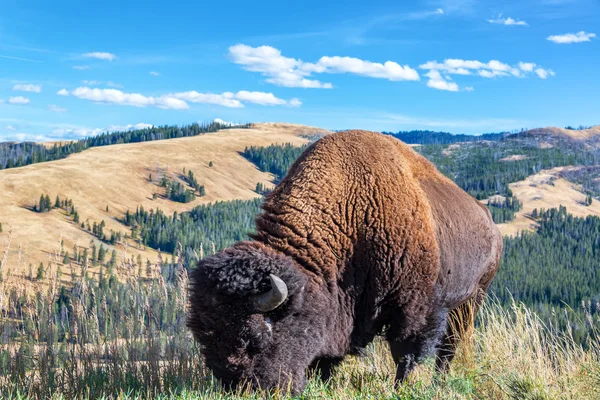 Bisonte americano y paisaje — Foto de Stock