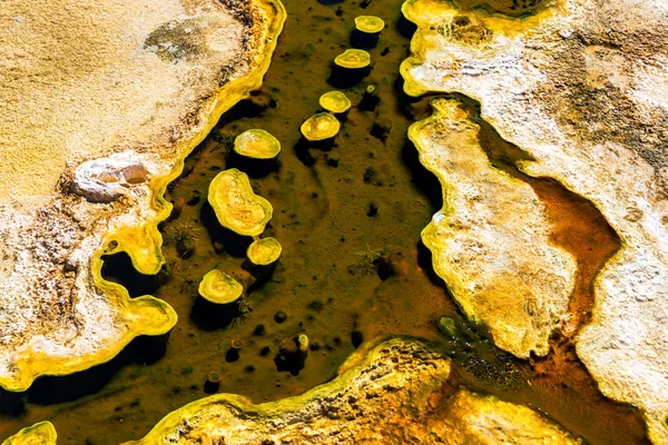 Yellowstone bakterie Mat — Stock fotografie