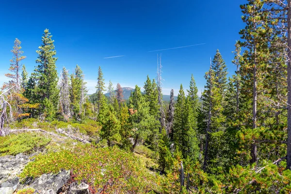 Světle Zelený Les Středním Oregonu Města Sisters — Stock fotografie