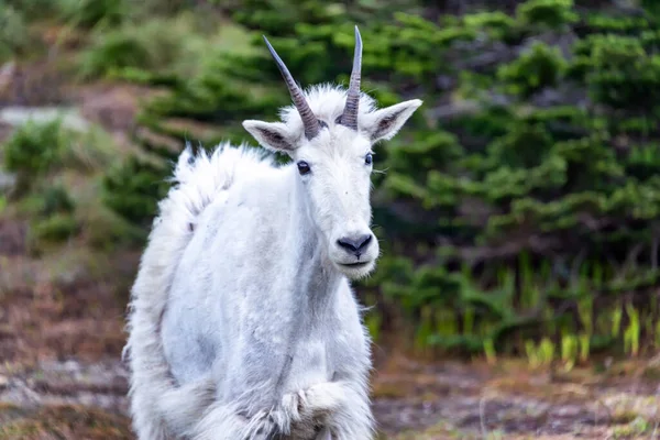 Nahaufnahme Einer Bergziege Gletscher Nationalpark — Stockfoto