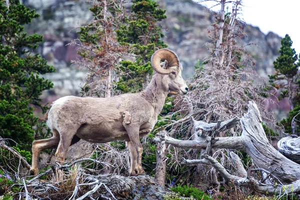 氷河国立公園のビッグホーン羊の眺め — ストック写真