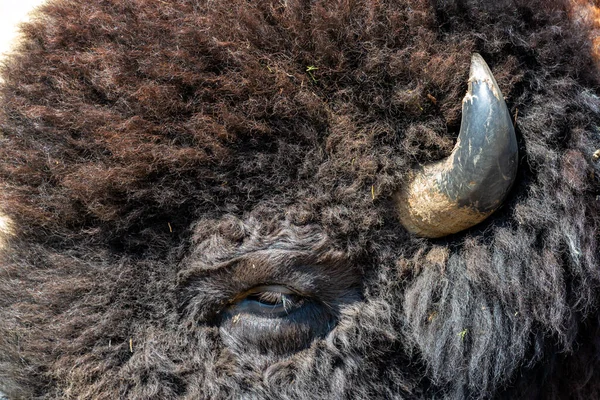 Theodore Roosevelt Ulusal Parkı Nda Bir Bizonun Yakın Çekimi — Stok fotoğraf