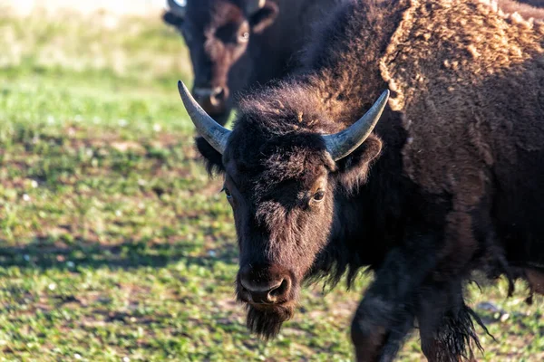 ノースダコタ州のセオドア ルーズベルト国立公園でのバイソンの眺め — ストック写真