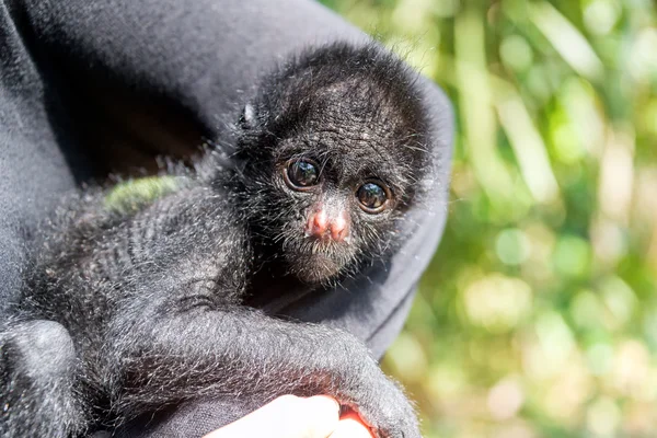 Mono araña de tres meses de edad —  Fotos de Stock