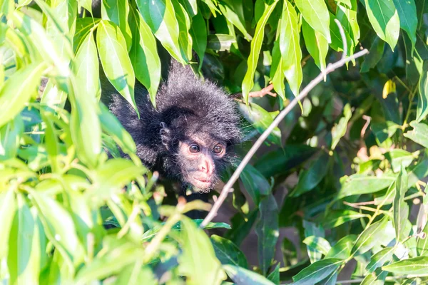 Macaco-aranha e folhagem — Fotografia de Stock