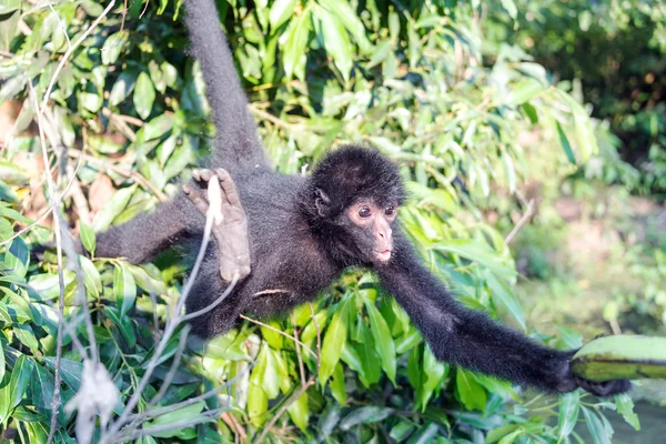 Павук мавп, досягнувши бананові — стокове фото