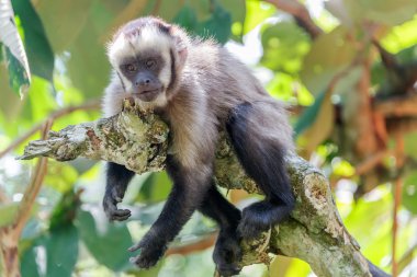 Relaxing Capuchin Monkey clipart