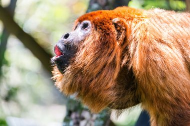 Red Howler Monkey Alpha Male clipart