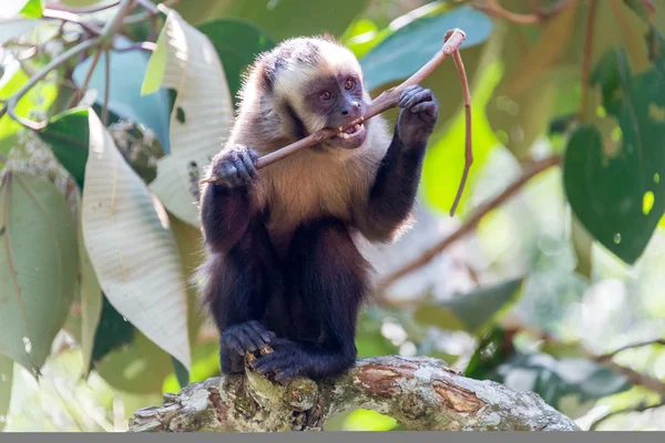 Mono capuchino masticando un palo — Foto de Stock