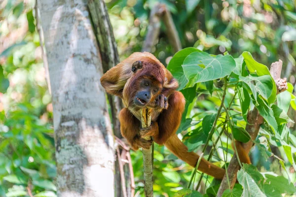 Jeune singe hurleur rouge — Photo