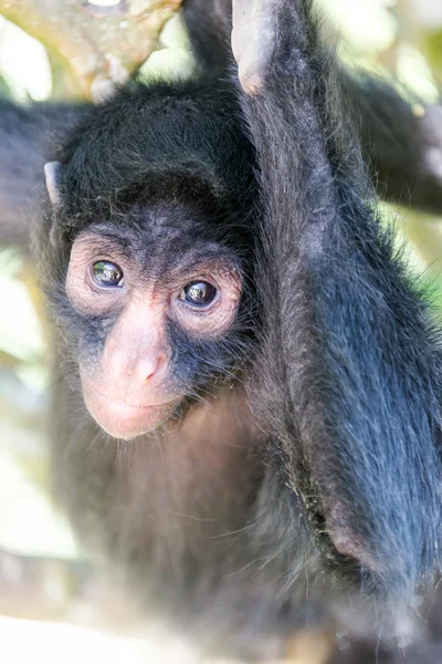 Vista vertical do macaco-aranha — Fotografia de Stock
