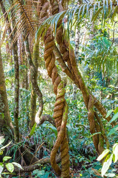 ジャングルつる植物 — ストック写真