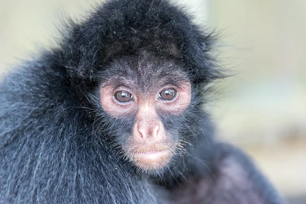 Cara de macaco-aranha — Fotografia de Stock