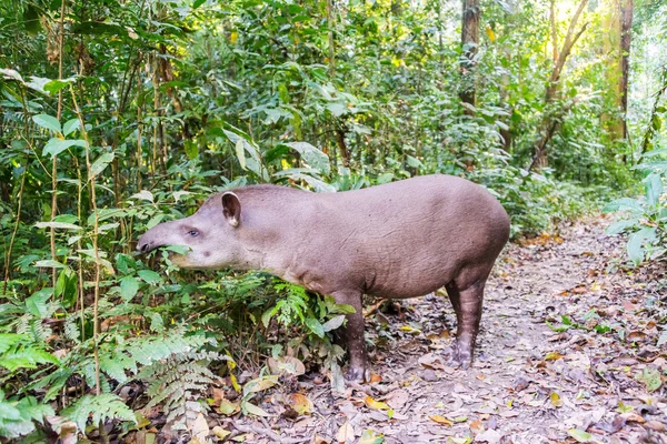 Weidender brasilianischer Tapir — Stockfoto
