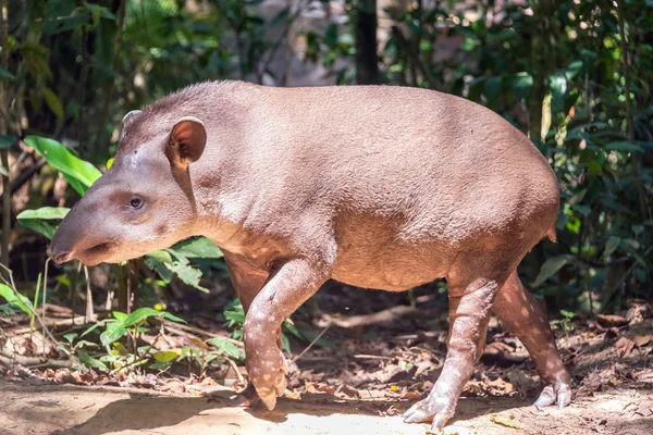 Brasilianischer Tapir läuft — Stockfoto