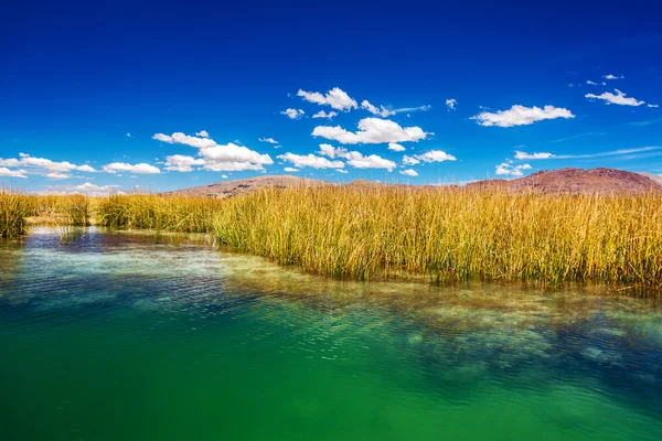 Titicaca Gölü sazlar — Stok fotoğraf