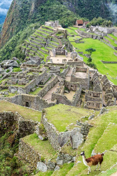 Llama y Machu Picchu — Foto de Stock