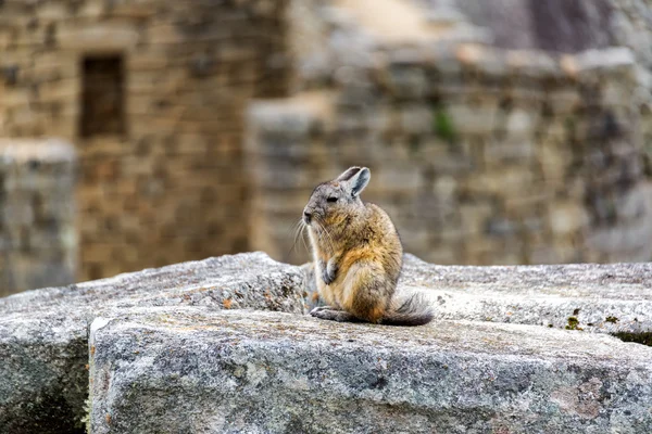 Viscacha em Machu Picchu — Fotografia de Stock