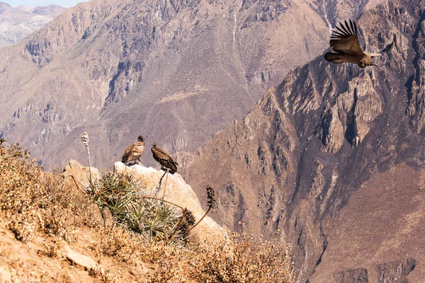 Cañón del Colca Cóndores — Foto de Stock