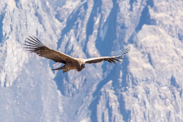 Kondor wielki latający — Zdjęcie stockowe