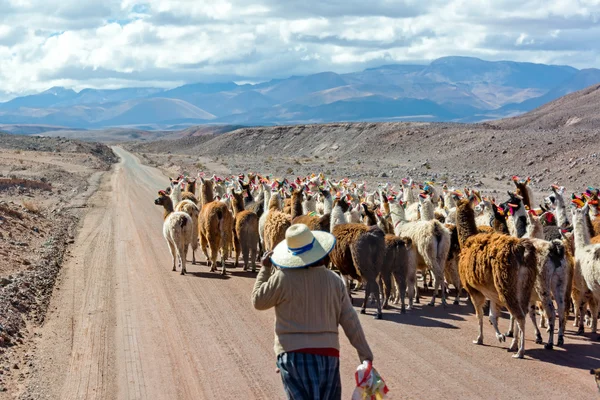 Troupeau de Lama sur la route — Photo
