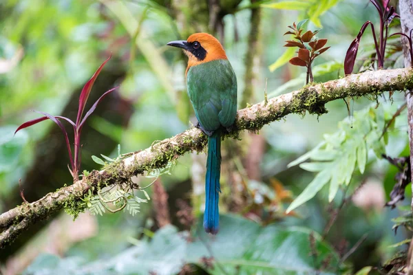 Vörhenyes motmot — Stock Fotó